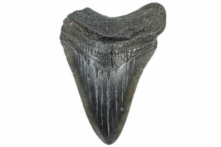 Fossil Megalodon Tooth - South Carolina #308084